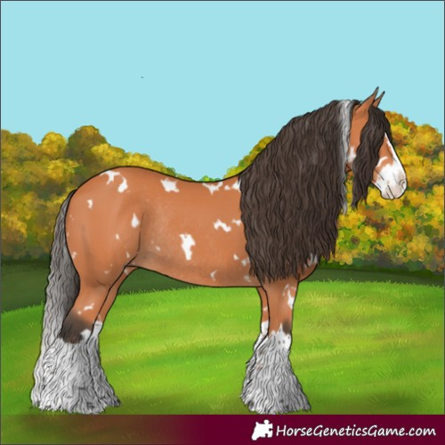 Horse Color:White Spotted Bay Splash Rabicano 