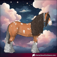Horse Color:White Spotted Bay Splash Rabicano