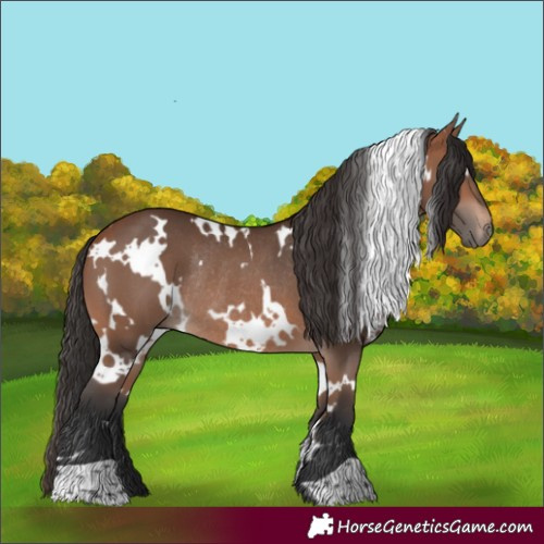 Horse Color:White Spotted Bay Rabicano 
