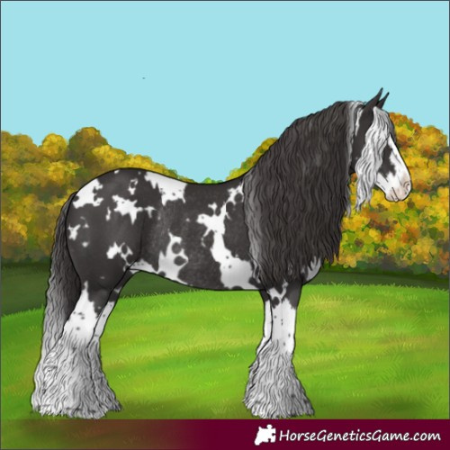 Horse Color:White Spotted Smoky Black Splash Rabicano 