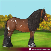 Horse Color:White Spotted Bay 