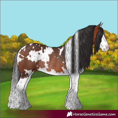 Horse Color:White Spotted Bay Splash Rabicano