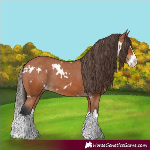 Horse Color:White Spotted Bay Splash Appaloosa Rabicano 