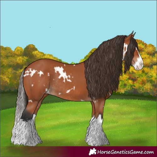 Horse Color:White Spotted Bay Splash Appaloosa Rabicano 