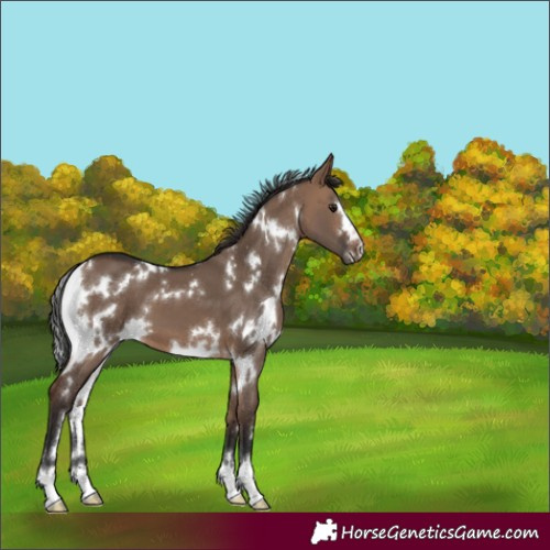 Horse Color:White Spotted Brown Dun 