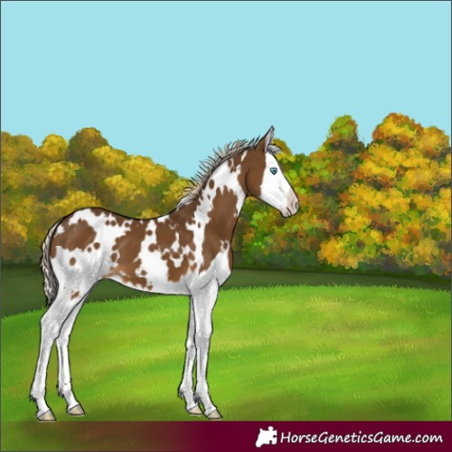 Horse Color:White Spotted Chocolate Palomino Splash