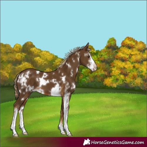 Horse Color:White Spotted Chocolate Palomino Sabino 