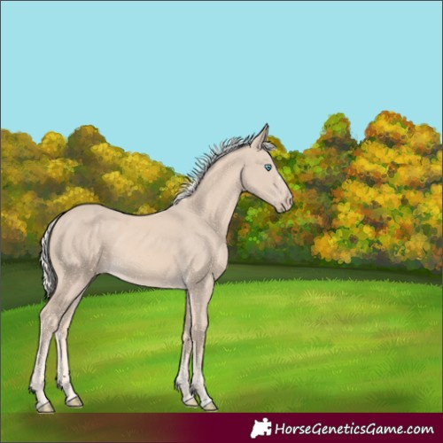 Horse Color:Cremello 
