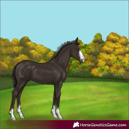 Horse Color:Liver Chestnut