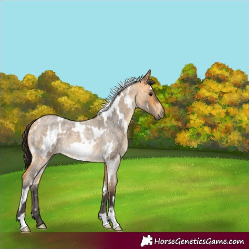 Horse Color:White Spotted Buckskin Roan 