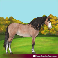 Horse Color:Bay Roan Sabino 