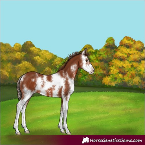 Horse Color:Chestnut Sabino 