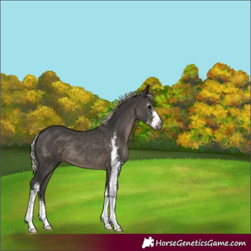 Horse Color:Gray Silver Black Sabino