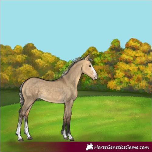 Horse Color:Silver Buckskin Dun Sabino