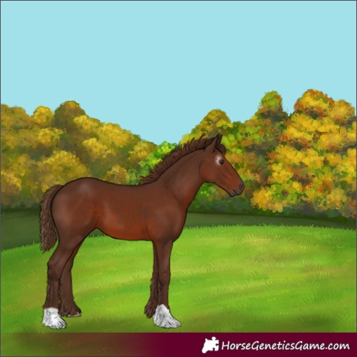 Horse Color:Gray Chestnut 
