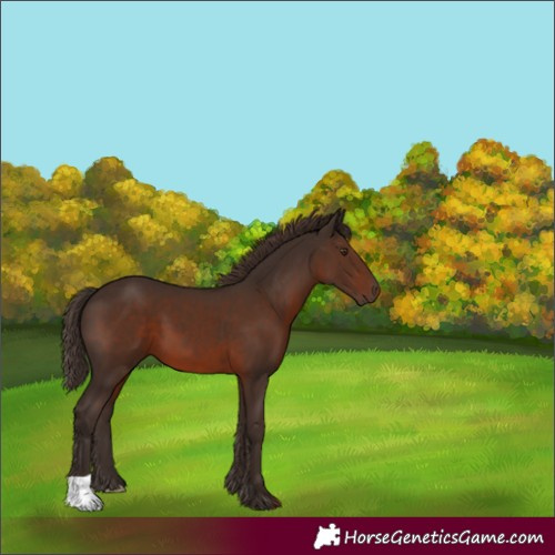 Horse Color:Liver Chestnut 