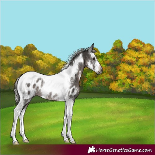 Horse Color:Gray Silver Black Sabino Tobiano Blanket Rabicano