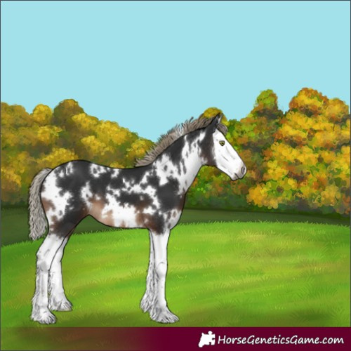 Horse Color:Gray White Spotted Liver Chestnut Mushroom Splash