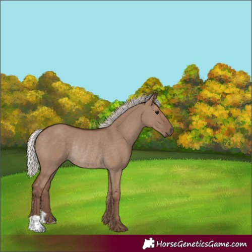 Horse Color:Silver Grullo Rabicano 
