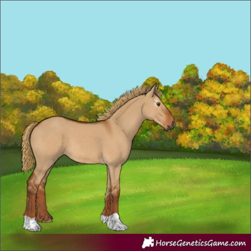 Horse Color:Gray Red Dun 