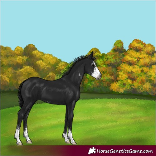 Horse Color:Gray Black Sabino