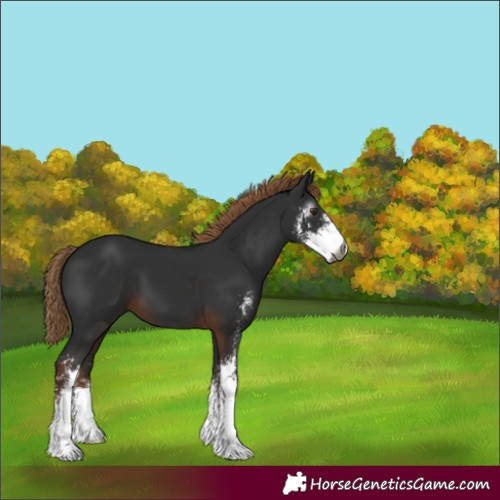 Horse Color:Gray Liver Chestnut Sabino 