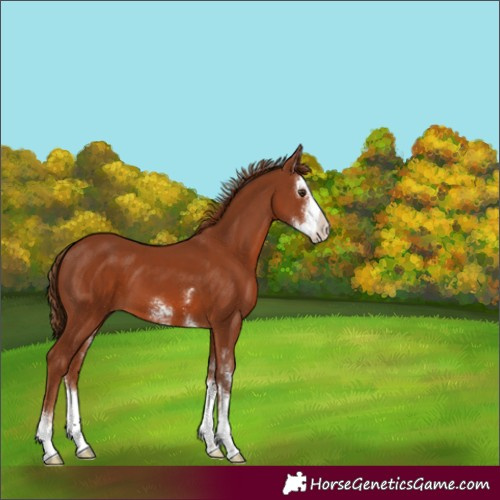 Horse Color:Chestnut Sabino