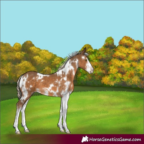 Horse Color:White Spotted Chocolate Palomino Sabino 