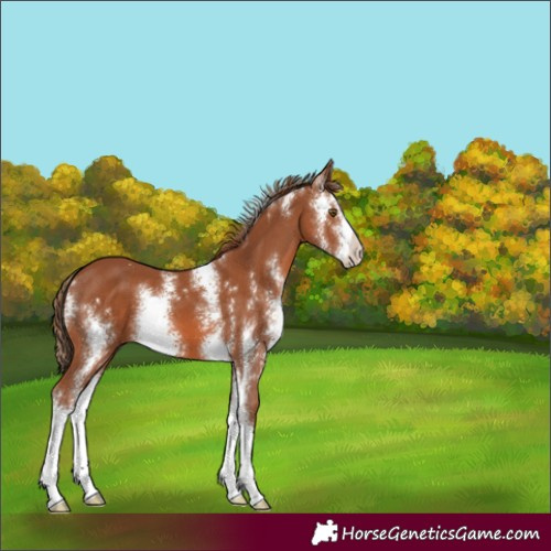Horse Color:Chestnut Sabino