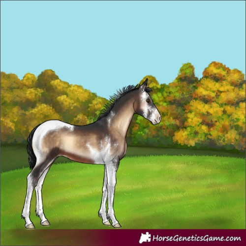 Horse Color:Brown Onyx Sabino Tobiano 