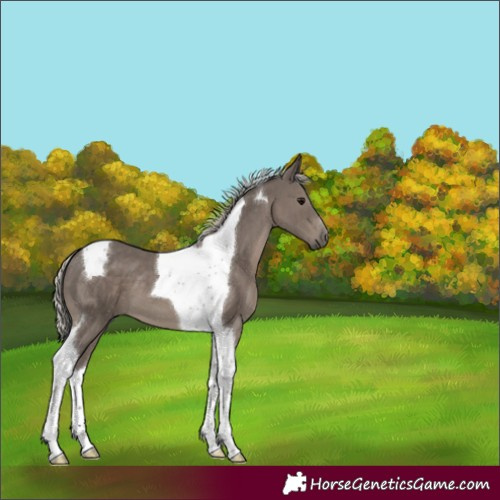 Horse Color:Silver Black Tobiano 