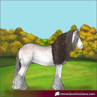 Horse Color:Brown Ice Roan Onyx Sabino Splash Appaloosa