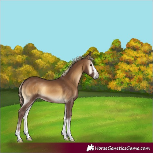 Horse Color:Chocolate Palomino Onyx