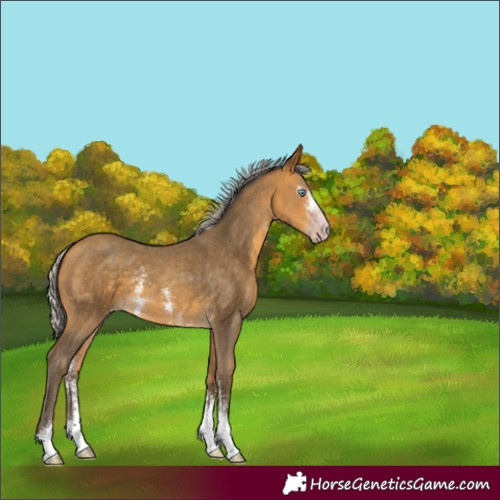 Horse Color:Gray Silver Amber Cream Champagne Sabino