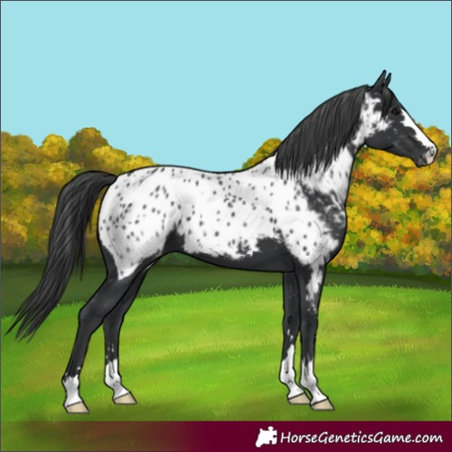 Horse Color:Black Appaloosa 