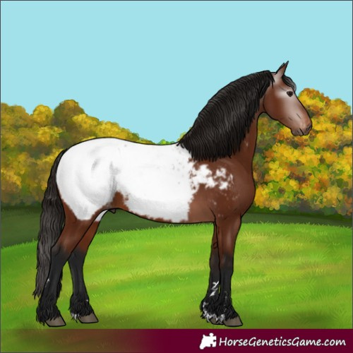 Horse Color:Gray Bay Appaloosa 