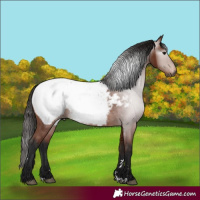 Horse Color:Gray Bay Snowcap