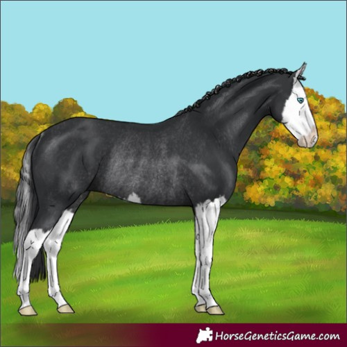 Horse Color:Black Splash Rabicano 
