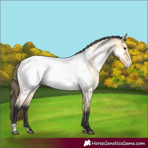 Horse Color:Buckskin Roan Appaloosa Rabicano 
