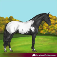 Horse Color:Black Snowcap Rabicano