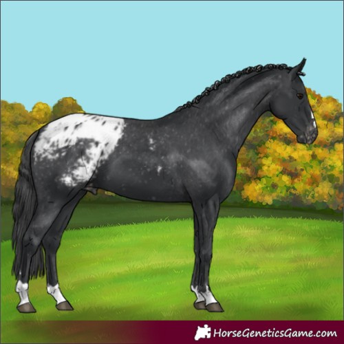 Horse Color:Black Blanket 