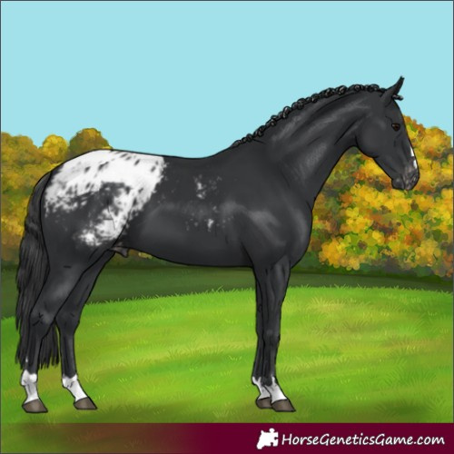 Horse Color:Black Appaloosa 