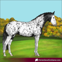 Horse Color:Gray Smoky Black Splash Near Leopard 