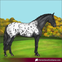 Horse Color:Black Blanket 