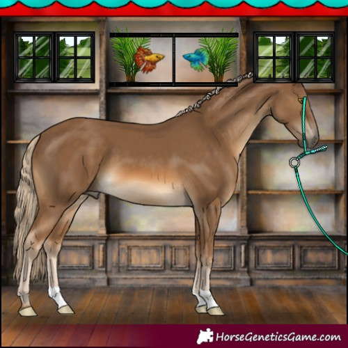 Horse Color:Chocolate Palomino 