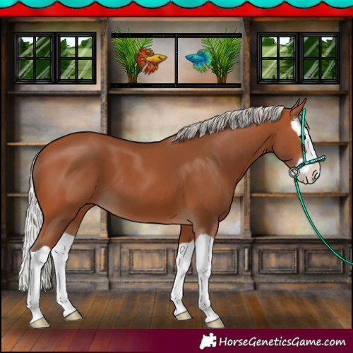 Horse Color:Silver Bay Splash 