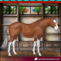 Horse Color:Silver Bay Splash 