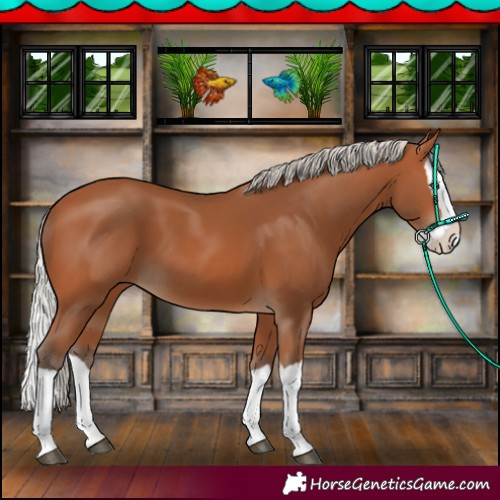 Horse Color:Silver Bay Splash 
