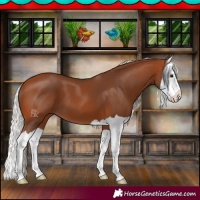 Horse Color:Silver Brown Splash