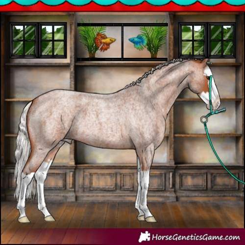 Horse Color:Silver Bay Roan Splash 